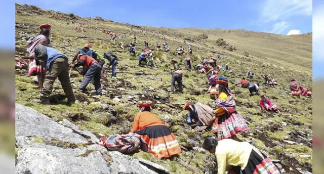 Campesinos plantan más de 140 mil ejemplares de queñua en Cusco