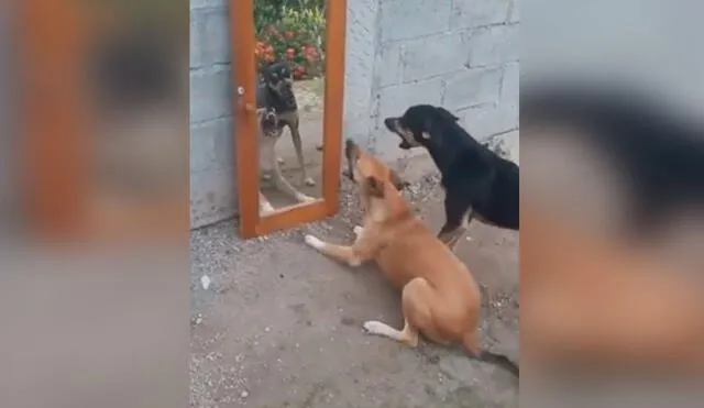 Desliza las imágenes para conocer la acción de un perro cuando estuvo frente a un espejo por primera vez. Foto: captura de TikTok