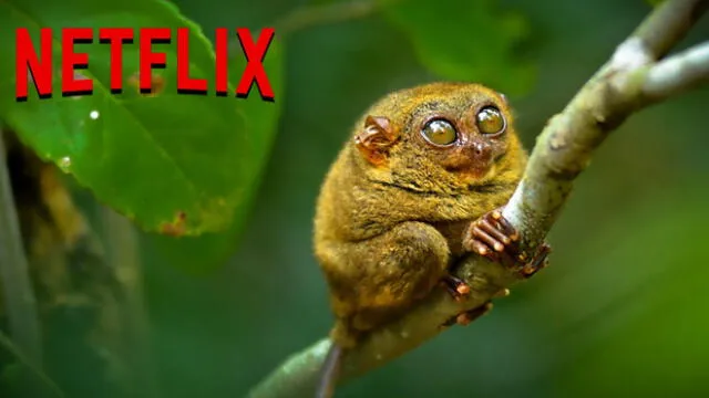 Netflix: 'Nuestro Planeta' el nuevo documental que tardó cuatros años en producirse [VIDEO]
