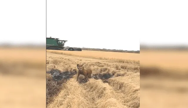 Facebook viral: pobladores graban animales en peligro de extinción por campos de arroz [VIDEO]