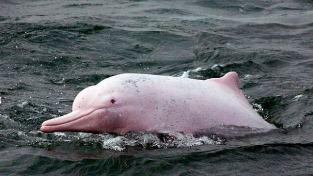 El delfín rosado ingresa a la lista roja de especies en peligro de extinción [VIDEO]