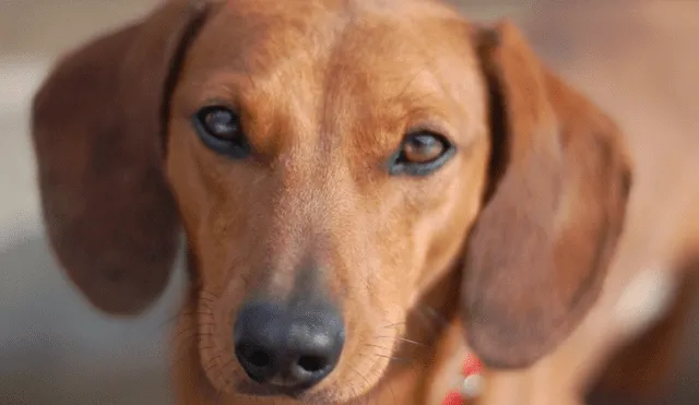 Mujer sufre salvaje ataque de perros salchicha con final trágico en EEUU