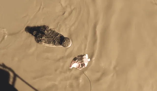 Un grupo de pescadores se encontró cara a cara con una enorme criatura que los dejó impactados.