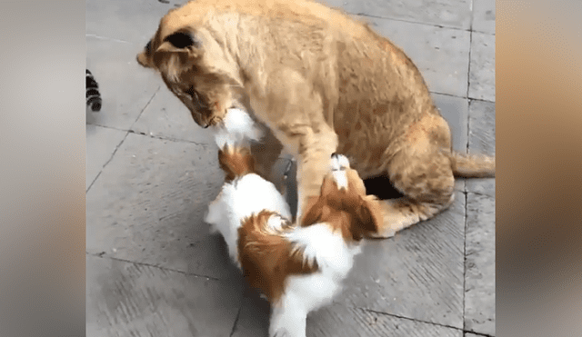 Desliza hacia la izquierda para ver el temible encuentro de un pequeño perro con un grupo de felinos. Imágenes que han causado furor en YouTube.