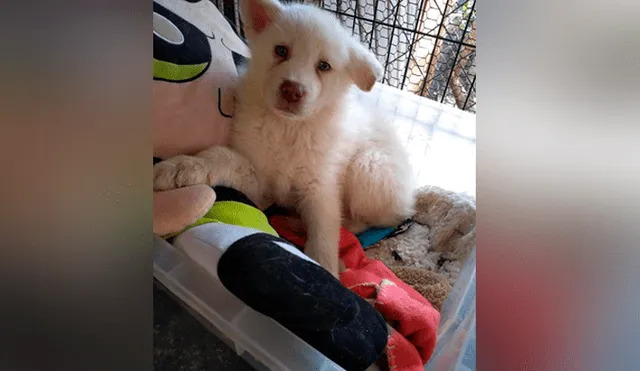 Niño deja a su perro en albergue para que no lo sigan maltratando en su casa [FOTOS]