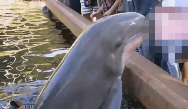 YouTube: aparentaba ser un tierno delfín y hace lo impensado frente al público [VIDEO] 