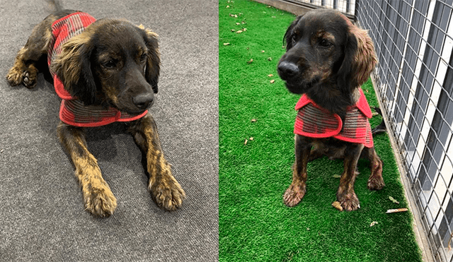 Lima 2019: la nueva vida de ‘Milko’ y otros perros callejeros que fueron adoptados por deportistas