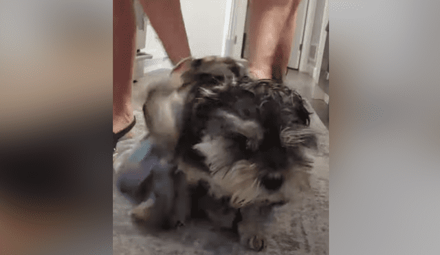 A través de YouTube se hizo viral el curioso comportamiento de un perro al darse cuenta que quieren bañarlo.