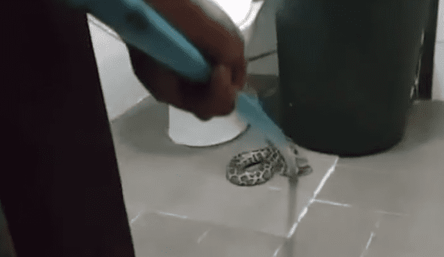 A través de YouTube se compartió un video viral que muestra a la peligrosa criatura que halló una mujer dentro del baño.