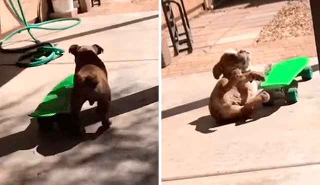 Desliza las imágenes hacia la izquierda para observar el esfuerzo de un perro para aprender a manejar una patineta.