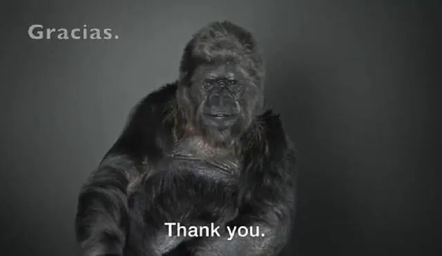 Desliza para ver las mejores imágenes de Koko. Foto: Captura/YouTube/Experto Animal