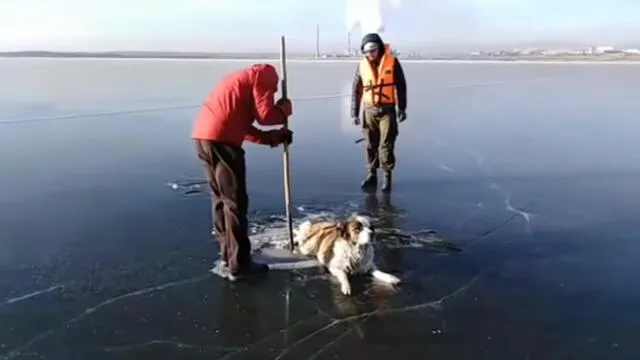YouTube: Perro queda atrapado en hielo y realizan increíble rescate
