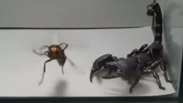 YouTube: Escorpión emperador tuvo una épica pelea con una avispa [VIDEO]