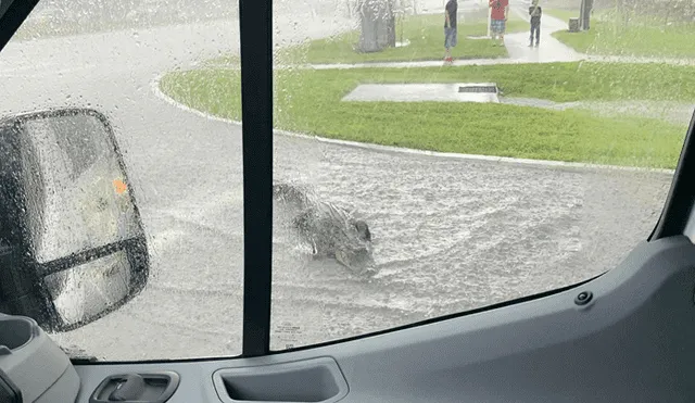 Un enorme cocodrilo generó el tráfico al cruzar una concurrida carretera en medio de la tormenta, en Estados Unidos.