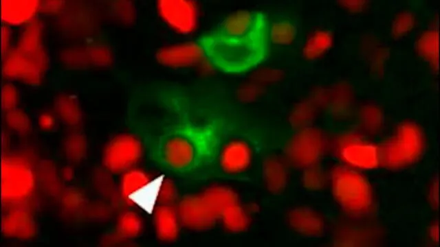 Las células afectadas por quimioterapia (verde) devoran sin parar a las células cancerosas no tratadas (rojo). Captura de video / Tonnessen-Murray et al., 2019.