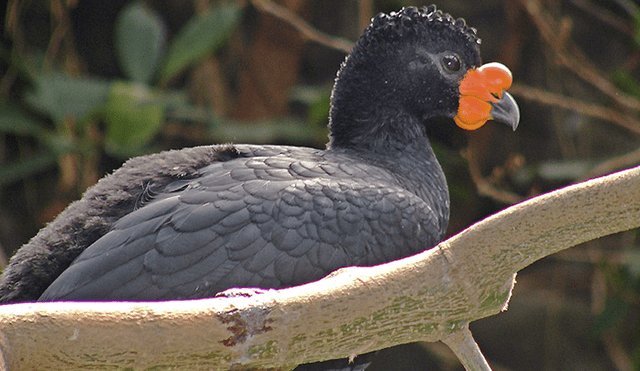 20 Animales en peligro de extinción y extintos en Perú 2019 [FOTOS]