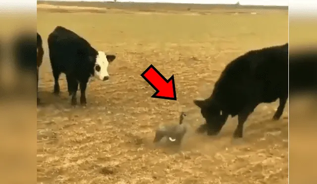 YouTube viral: pájaro se enfrenta a enorme toro por el territorio y el desenlace es increíble [VIDEO] 