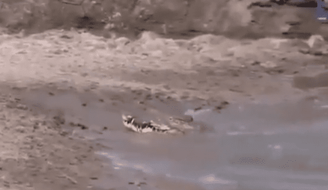 YouTube viral: Terrorífica criatura sale del fondo de lago para tragar un ciervo y ocurre lo inesperado [VIDEO] 