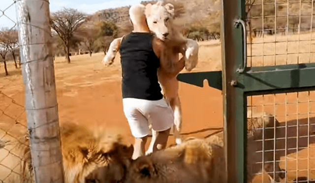 Desliza hacia la izquierda para ver el emotivo reencuentro de la leona y su amo que se volvió viral en YouTube.