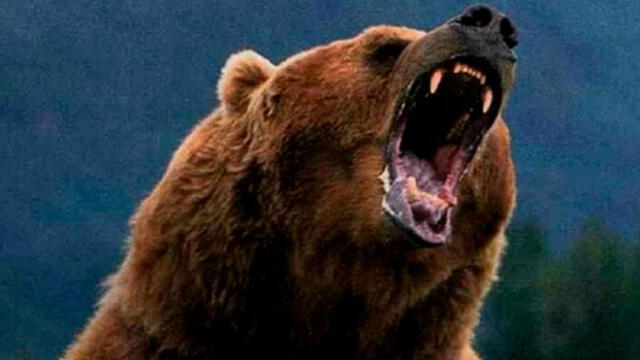 Sergey Fadeyev fue atacado por un oso salvaje. Foto Referencial