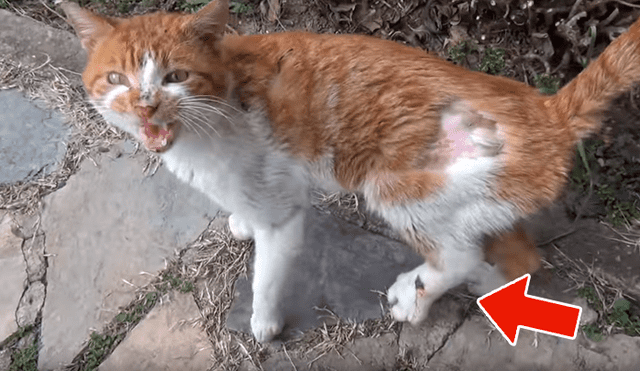 YouTube viral: gato herido ruega a hombre que lo ayude a salvar su vida [VIDEO]
