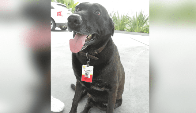 Facebook: ‘perro cajellero’ consigue trabajo a tiempo completo y así luce con su uniforme [FOTOS]