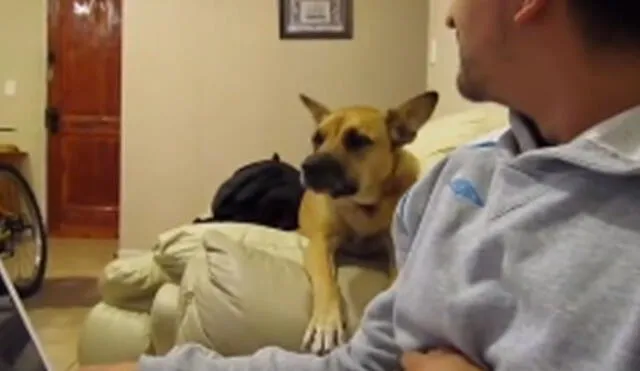 Desliza las imágenes para ver más detalles sobre esta entretenida 'conversación' entre un perro y su amo. Foto: captura de TikTok