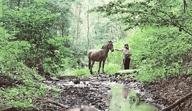 YouTube viral: cebra y yegua tuvieron cría que se volvió el animal más raro del mundoYouTube viral: cebra y yegua tuvieron cría que se volvió el animal más raro del mundo