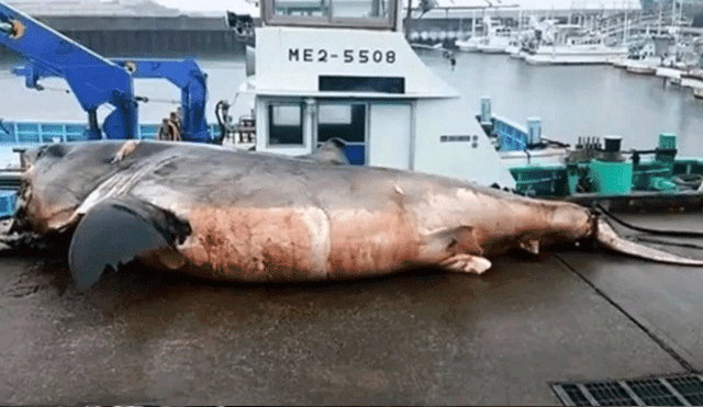 YouTube viral: gigantesco tiburón devoró a misteriosa criatura y horas después muere [VIDEO] 
