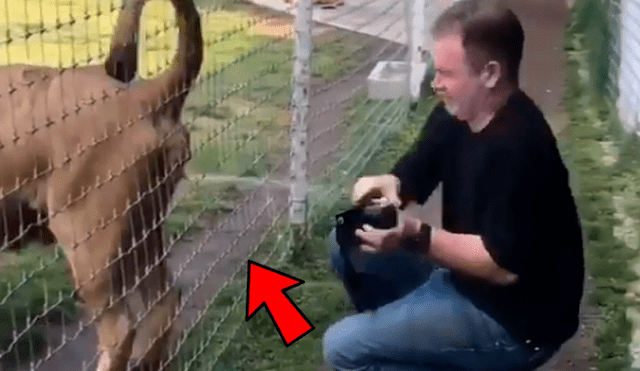 YouTube viral: león se orina en la cara de un fotógrafo para espantarlo de su territorio [VIDEO]