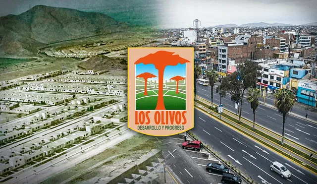 Conoce por qué Los Olivos se llama así y cuál es su historia. Foto: composición de Jazmin Ceras/CampUCSS/MediaLab-UNMSM