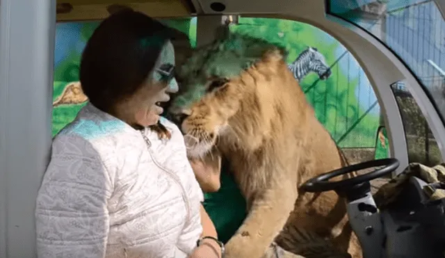 Desliza hacia la izquierda para ver la inesperada bienvenida que le dio un enorme león a una turistas que hacía safari. El video es viral en YouTube.