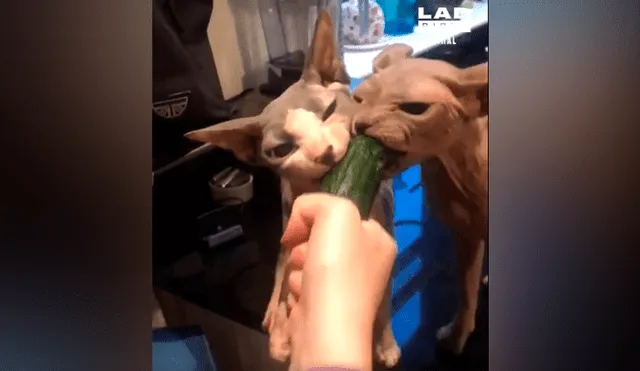 Facebook viral: asusta a sus gatos con pepino, sin imaginar la voraz reacción de los felinos [VIDEO] 