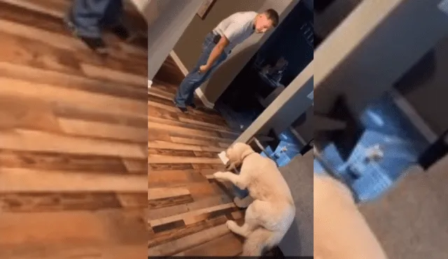Video es viral en TikTok. Mujer captó la peculiar conducta que tuvo el can cuando su propietario lo llamó para enseñarle ‘el desastre’ que había hecho en su cocina. Fotocaptura: YouTube