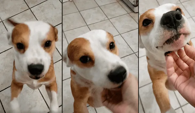 Facebook viral: intenta hacer sonreír a su perro y se lleva terrible susto