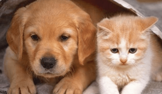 Reino Unido prohibirá venta de perros y gatos en tiendas