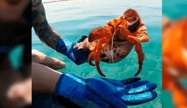 YouTube viral: presume que descubrió un cangrejo gigante y este le hace pasar vergüenza [VIDEO]