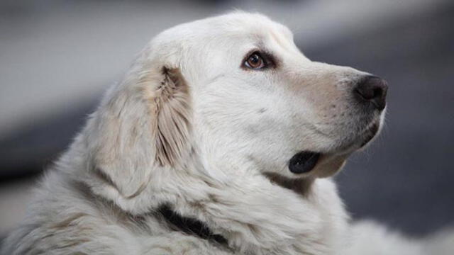 Familia rescató a perrito callejero y años después él murió salvándolos de un tiroteo