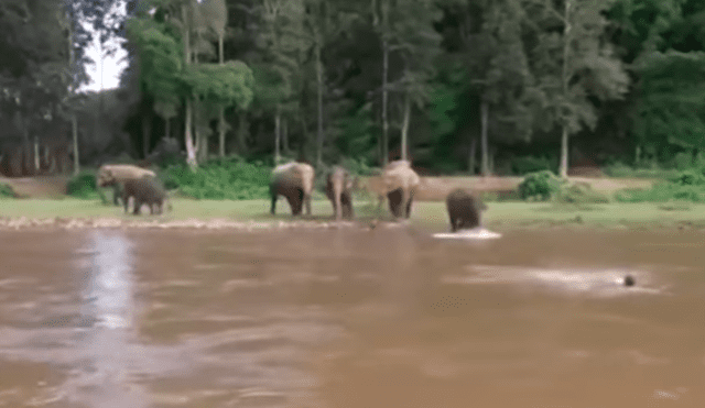 YouTube viral: Elefante se convierte en héroe al socorrer a joven que se ahogaba en profundo río [VIDEO]