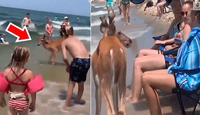 Bañistas se encuentran 'cara a cara' con ciervo dentro de playa.