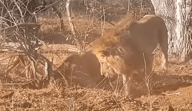 Feroces leones excavan profundo hoyo, llegan al fondo y encuentran lo menos pensado [VIDEO] 