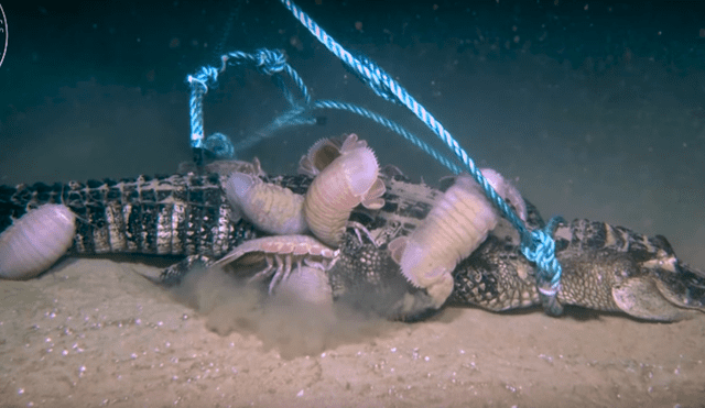 YouTube viral: graban extrañas criaturas marinas devorando un enorme cocodrilo [VIDEO] 