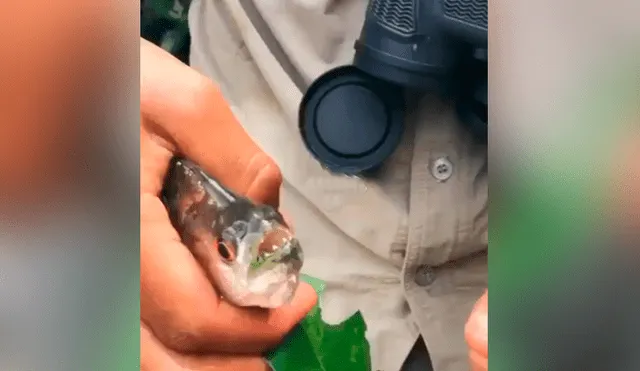 Facebook viral: cazador usa pez piraña como ‘perforador’ y es duramente criticado [VIDEO]