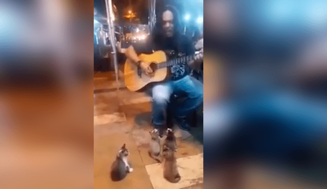Facebook viral: Gatos se vuelven público de cantante callejero que es ignorado por todos [VIDEO]