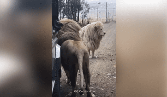 Desliza hacia la izquierda para ver la reacción que tuvo el león tras toparse con los turistas. Escena viral de YouTube.