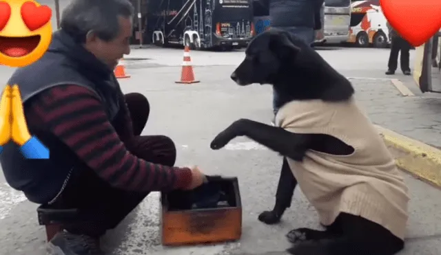 Video es viral en YouTube. El perro callejero no movía su patita de la caja de lustrar zapatos, no fue sino hasta que la limpiaron que la bajó y puso la otra. Foto: Captura.