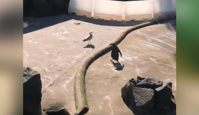 Facebook viral: pingüino no quiere que ave tome agua de su laguna y lo ataca sin piedad [VIDEO] 