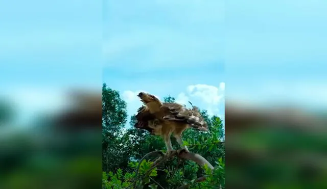 Desliza las imágenes para apreciar el momento en que una gallina se enfrenta a un águila para salvar a sus bebés. Foto: Captura de YouTube