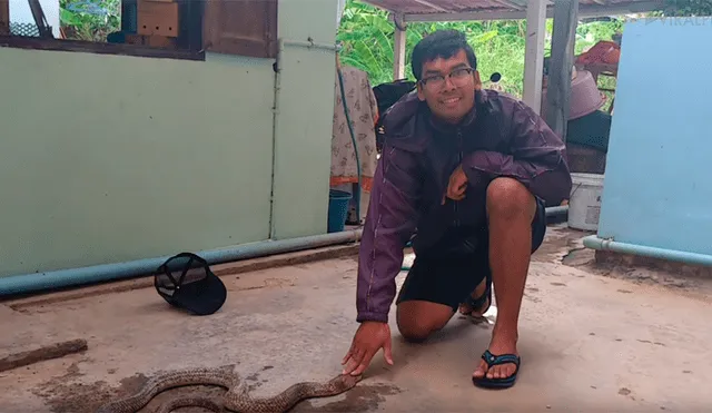 YouTube viral: Hombre intenta hipnotizar a serpiente, sin imaginar lo que sucedería [VIDEO] 