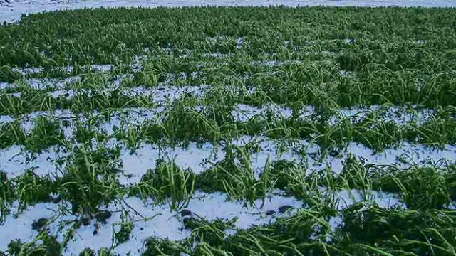 Mil hectáreas de cultivos afectadas por granizo en Puno